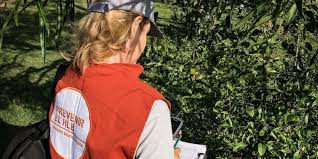 Lanzan campaña para frenar el avance del HLB: Señor turista, no lleve plantas de un lado a otro