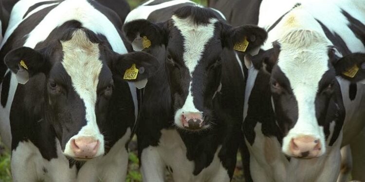 Pese a que subió 5% en diciembre, la Argentina sigue pagando a sus productores la leche más barata del mundo