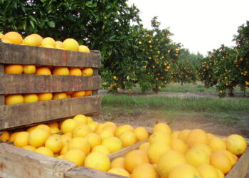 El sector citrícola cerró un buen 2020 y recibe la buena noticia de la apertura de Gran Bretaña
