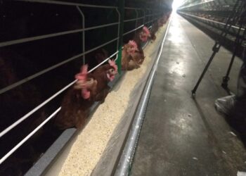 El peso de los granos: ¿Cuál es la incidencia real del trigo y el maíz en los alimentos básicos?