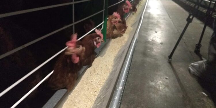 El peso de los granos: ¿Cuál es la incidencia real del trigo y el maíz en los alimentos básicos?