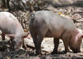 ¿Cómo funciona y cuánto rinde el modelo que el INTA Concordia promueve para los pequeños productores de cerdos?