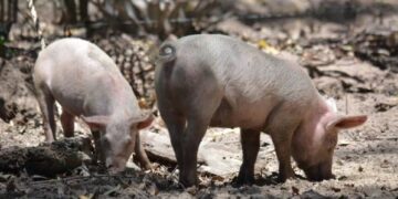 ¿Cómo funciona y cuánto rinde el modelo que el INTA Concordia promueve para los pequeños productores de cerdos?