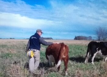 Mario Schwindt heredó un campo en malas condiciones pero logró reconvertirlo y hoy casi no usa agroquímicos: “Si tenés un proyecto claro no vas a tener problemas”