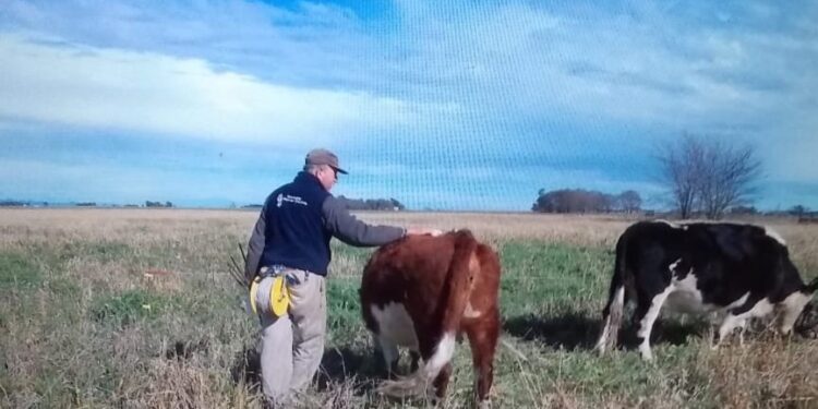 Mario Schwindt heredó un campo en malas condiciones pero logró reconvertirlo y hoy casi no usa agroquímicos: “Si tenés un proyecto claro no vas a tener problemas”