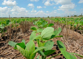 José Luis Aiello avisa que “la Niña está muy activa”: Los cultivos necesitarán otros 100 milímetros en los próximos 15 días