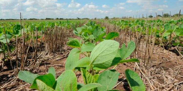 José Luis Aiello avisa que “la Niña está muy activa”: Los cultivos necesitarán otros 100 milímetros en los próximos 15 días