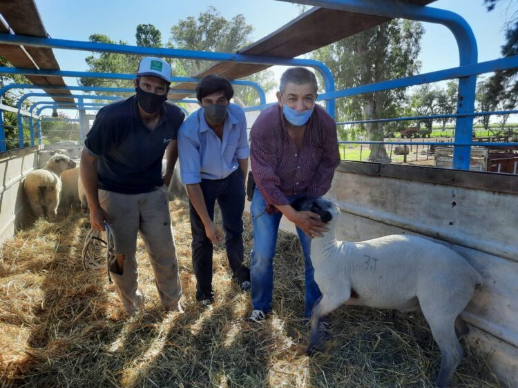 ¿Se puede producir ovinos en medio de un mar de soja? Seis cabañas argentinas lo hacen y además exportaron su genética a Paraguay