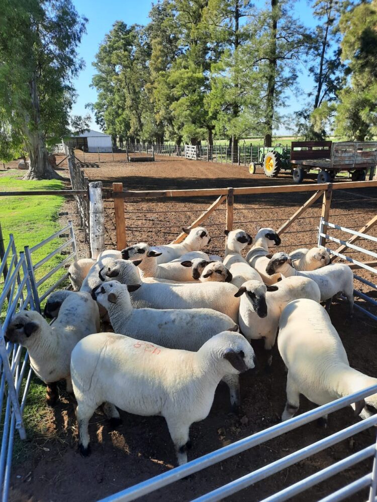 ¿Se puede producir ovinos en medio de un mar de soja? Seis cabañas argentinas lo hacen y además exportaron su genética a Paraguay