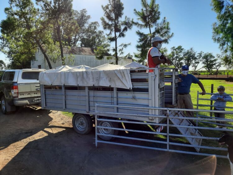 ¿Se puede producir ovinos en medio de un mar de soja? Seis cabañas argentinas lo hacen y además exportaron su genética a Paraguay