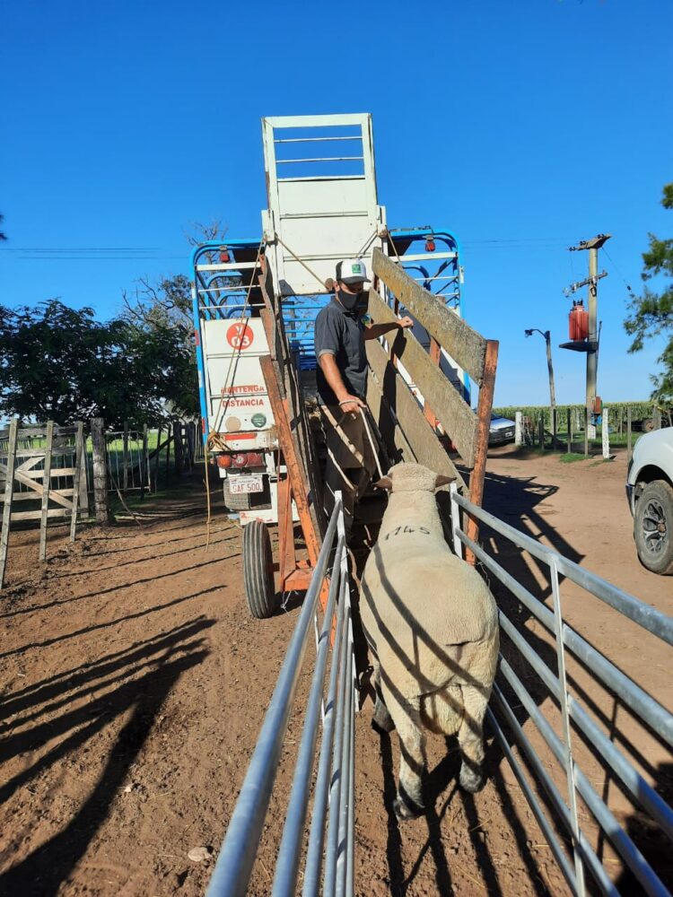 ¿Se puede producir ovinos en medio de un mar de soja? Seis cabañas argentinas lo hacen y además exportaron su genética a Paraguay