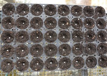 Un consejo del INTA a los viveros forestales: peletizar las semillas de Eucalipto puede hacer más eficiente su cultivo