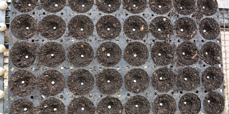 Un consejo del INTA a los viveros forestales: peletizar las semillas de Eucalipto puede hacer más eficiente su cultivo