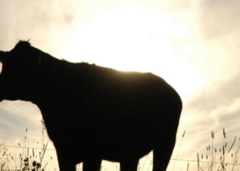 Una ganadería muy sólida: Se faenaron 14,2 millones de cabezas en 2020 y el 56% eran machos