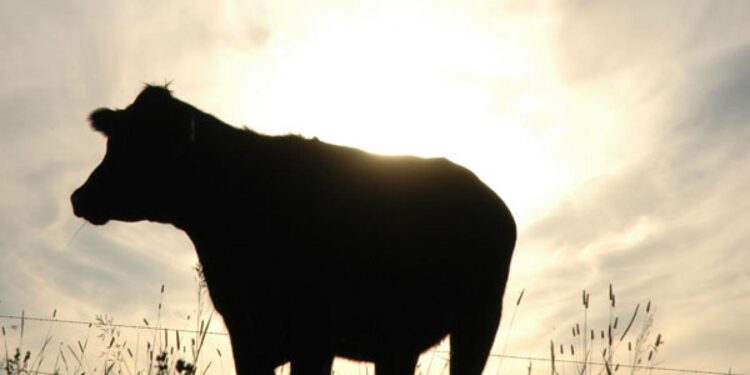 Una ganadería muy sólida: Se faenaron 14,2 millones de cabezas en 2020 y el 56% eran machos