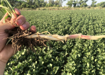 El sorgo de alepo, primera maleza resistente del país, ya aguanta a casi todos los herbicidas conocidos