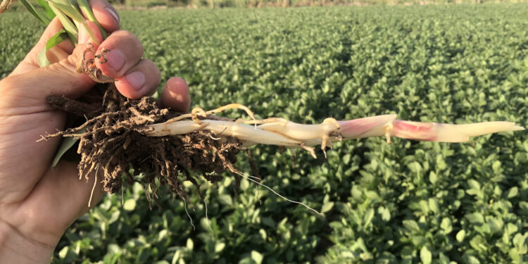 El sorgo de alepo, primera maleza resistente del país, ya aguanta a casi todos los herbicidas conocidos