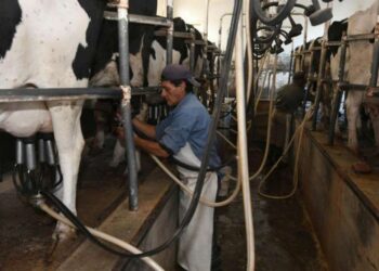 Cuando el tamaño importa: 1 de cada 4 tambos argentinos produce menos de mil litros de leche por día
