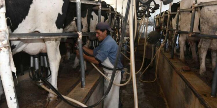 Cuando el tamaño importa: 1 de cada 4 tambos argentinos produce menos de mil litros de leche por día