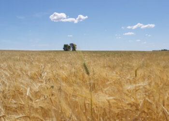Registraron dos variedades de trigo candeal que son las primeras que llevan la marca MDA: Ministerio de Desarrollo Agrario bonaerense