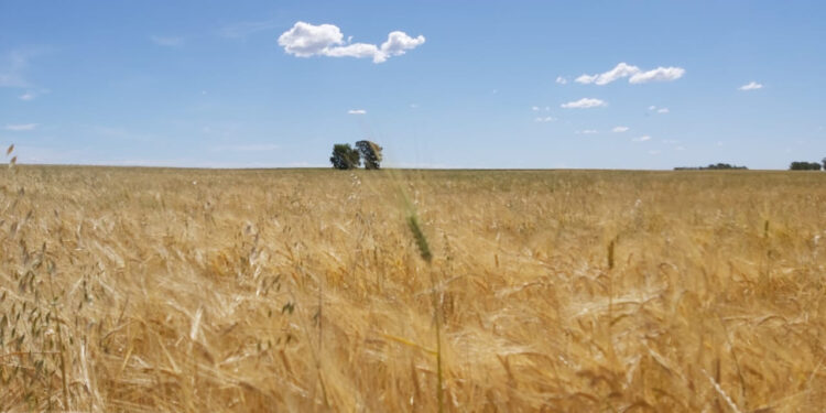 Registraron dos variedades de trigo candeal que son las primeras que llevan la marca MDA: Ministerio de Desarrollo Agrario bonaerense