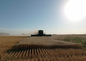 La figura de moda, el fideicomiso, podría aplicarse también en el mercado del trigo