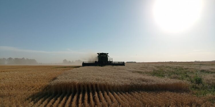 La figura de moda, el fideicomiso, podría aplicarse también en el mercado del trigo