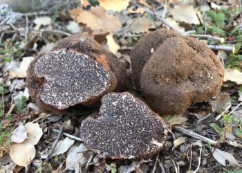 Se consolida la exportación desde Argentina del “diamante negro” de la gastronomía: las trufas