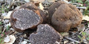Se consolida la exportación desde Argentina del “diamante negro” de la gastronomía: las trufas