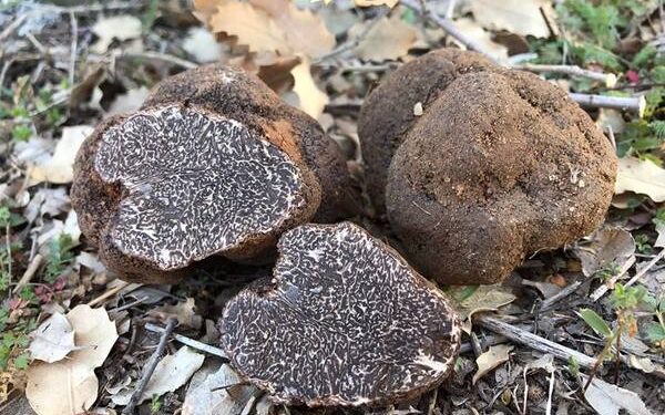Se consolida la exportación desde Argentina del “diamante negro” de la gastronomía: las trufas