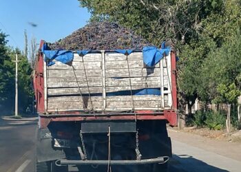 Más que tinto, el futuro pinta negro: Los precios pagados a los productores de Malbec son los más bajos desde 2003