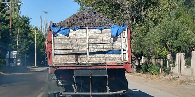 Más que tinto, el futuro pinta negro: Los precios pagados a los productores de Malbec son los más bajos desde 2003