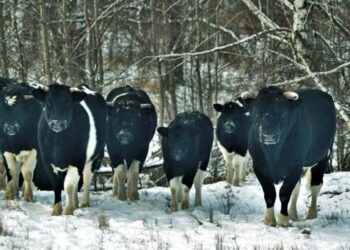 Cimarrones nucleares: Una manada de vacas que vive en Chernobyl comenzó a mostrar comportamientos salvajes y los biólogos las estudian