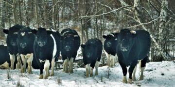Cimarrones nucleares: Una manada de vacas que vive en Chernobyl comenzó a mostrar comportamientos salvajes y los biólogos las estudian