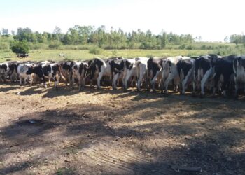 Valor desagregado en origen: Un tambero argentino paga tres veces más retenciones que un productor de trigo