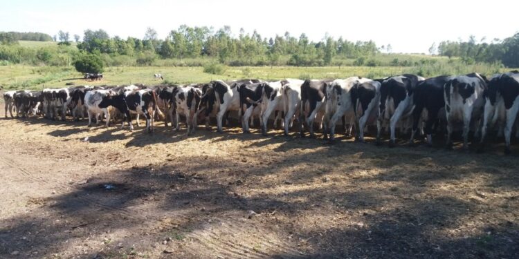 Valor desagregado en origen: Un tambero argentino paga tres veces más retenciones que un productor de trigo