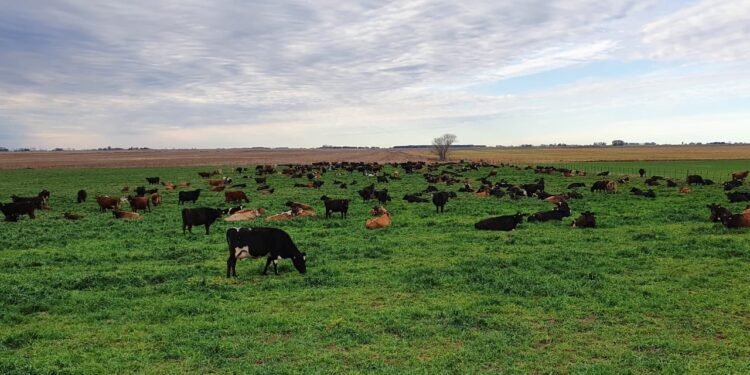 Tamberos bonaerenses piden no castigar las exportaciones lácteas: “En breve esas políticas producirán escasez e incremento de precios”