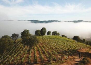 Chile produce viñedos sin riego: Una asociación creada en tiempos de Covid, que sale adelante con catas online