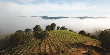 Chile produce viñedos sin riego: Una asociación creada en tiempos de Covid, que sale adelante con catas online