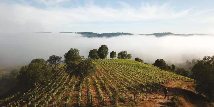 Chile produce viñedos sin riego: Una asociación creada en tiempos de Covid, que sale adelante con catas online