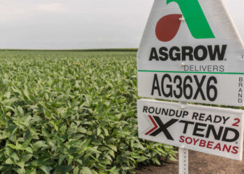 Europa aprobó la soja Intacta Xtend de la ex Monsanto, que al final nunca fue sembrada en la Argentina