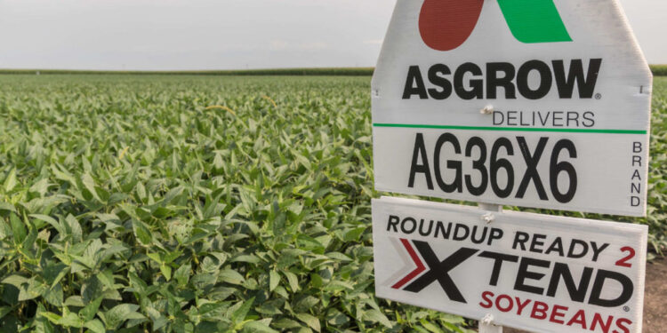 Europa aprobó la soja Intacta Xtend de la ex Monsanto, que al final nunca fue sembrada en la Argentina