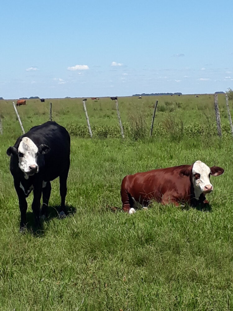 Mingo Ávalos cría vacas estero adentro y recibe turistas que quieren saber cómo es eso del arreo acuático