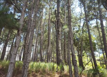 El Ministerio de Ambiente adjudicó contratos por casi 44 millones de pesos para el estudio de bosques y zonas forestales