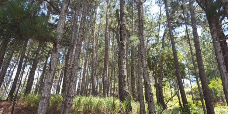 El Ministerio de Ambiente adjudicó contratos por casi 44 millones de pesos para el estudio de bosques y zonas forestales