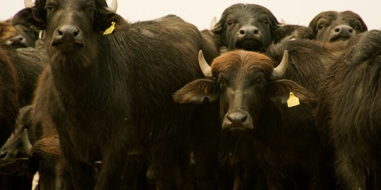 Se reglamentó el “Programa para el Fomento de la Producción Bubalina” seis años después de haber sido creado