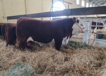 Cabañeros de todo el país piden al presidente que no intervenga el mercado cárnico: “La producción no es responsable de los precios”