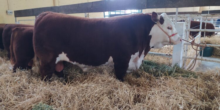 Cabañeros de todo el país piden al presidente que no intervenga el mercado cárnico: “La producción no es responsable de los precios”