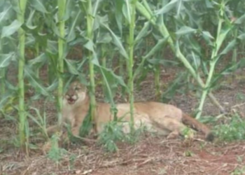 La historia detrás de la foto: Las ovejas de Gustavo Almassio recibieron la visita de un puma, pero él ya tiene a su perro protector listo
