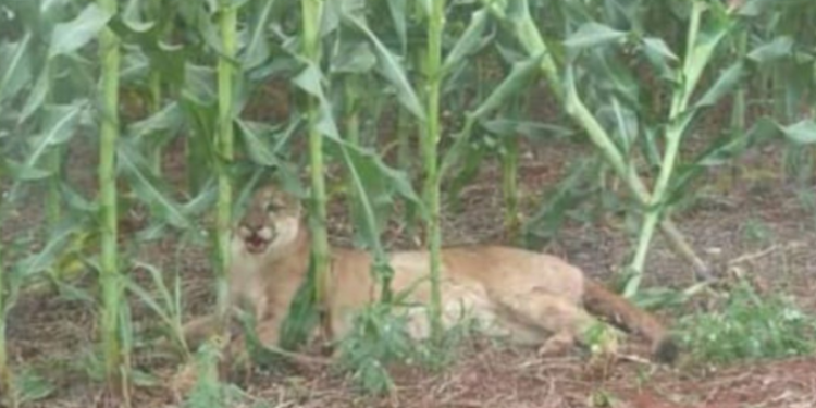 La historia detrás de la foto: Las ovejas de Gustavo Almassio recibieron la visita de un puma, pero él ya tiene a su perro protector listo